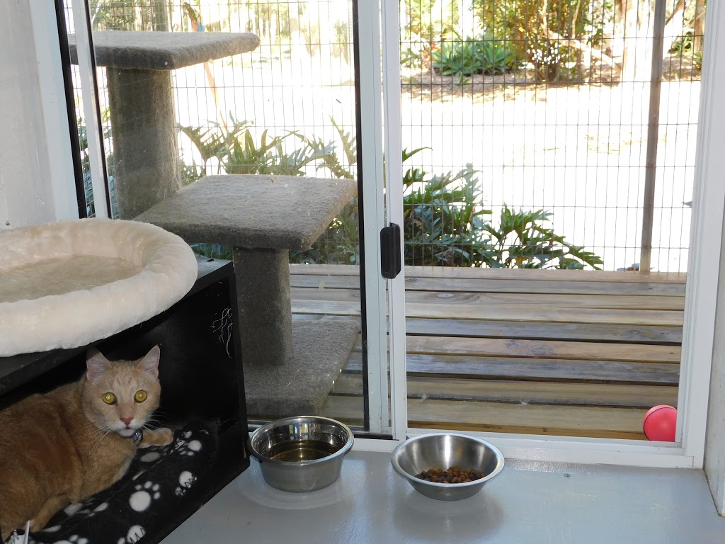 Vacation Cat resort | veterinary care | 43 Rutch Rd, Doonan QLD 4562, Australia | 0754491931 OR +61 7 5449 1931