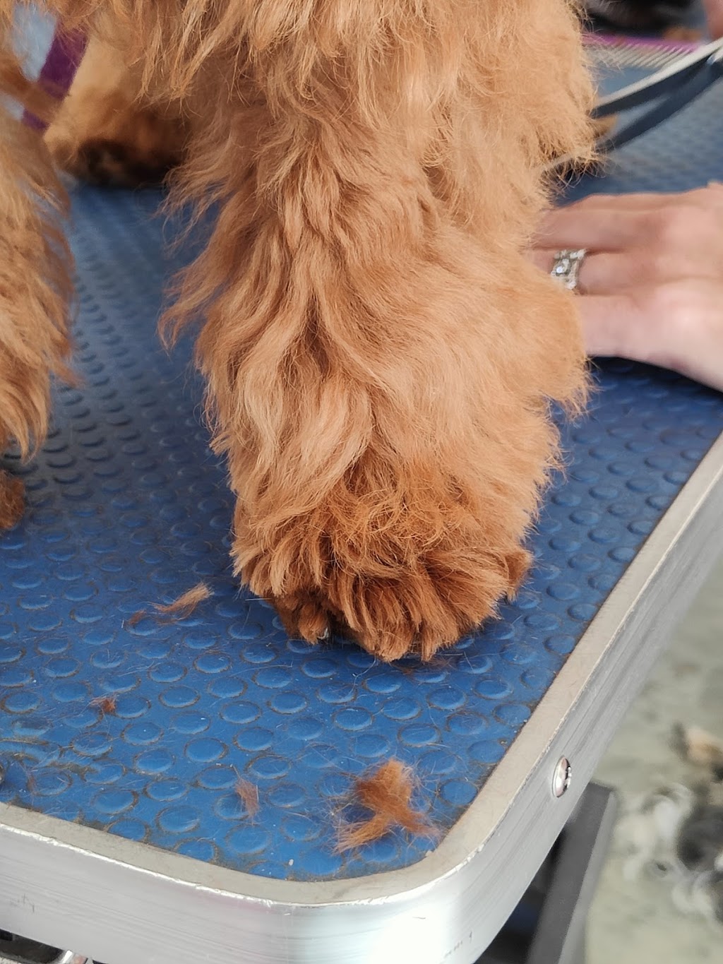 Farrahs Doggy Groomed | 12 Georgiana Cross, Cowaramup WA 6284, Australia | Phone: 0438 903 230