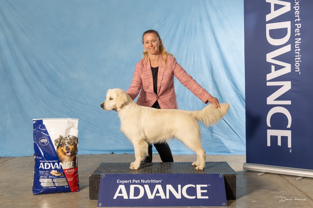 Sunryz Golden Retrievers | Quorrobolong Rd, Cessnock NSW 2325, Australia | Phone: 0404 076 810