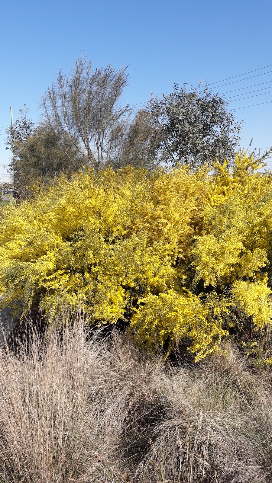 Williams Landing Parkland (Greening the Pipeline) | park | Federation Trail, Williams Landing VIC 3027, Australia