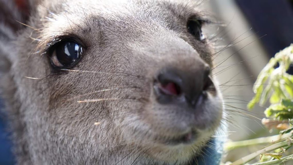 Koala Shelter | 540 Archies Track, Waterholes VIC 3875, Australia | Phone: 0447 470 905