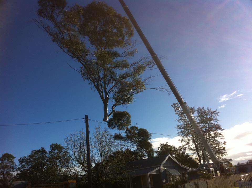 Ability Tree Service | 23 Wards Rd, Darawank NSW 2428, Australia | Phone: 0403 316 576
