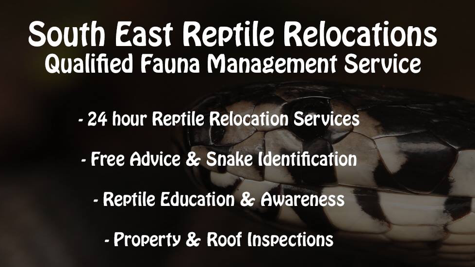 South East Reptile Relocations |  | 27 Hazel Ct, Arundel QLD 4214, Australia | 0423866017 OR +61 423 866 017