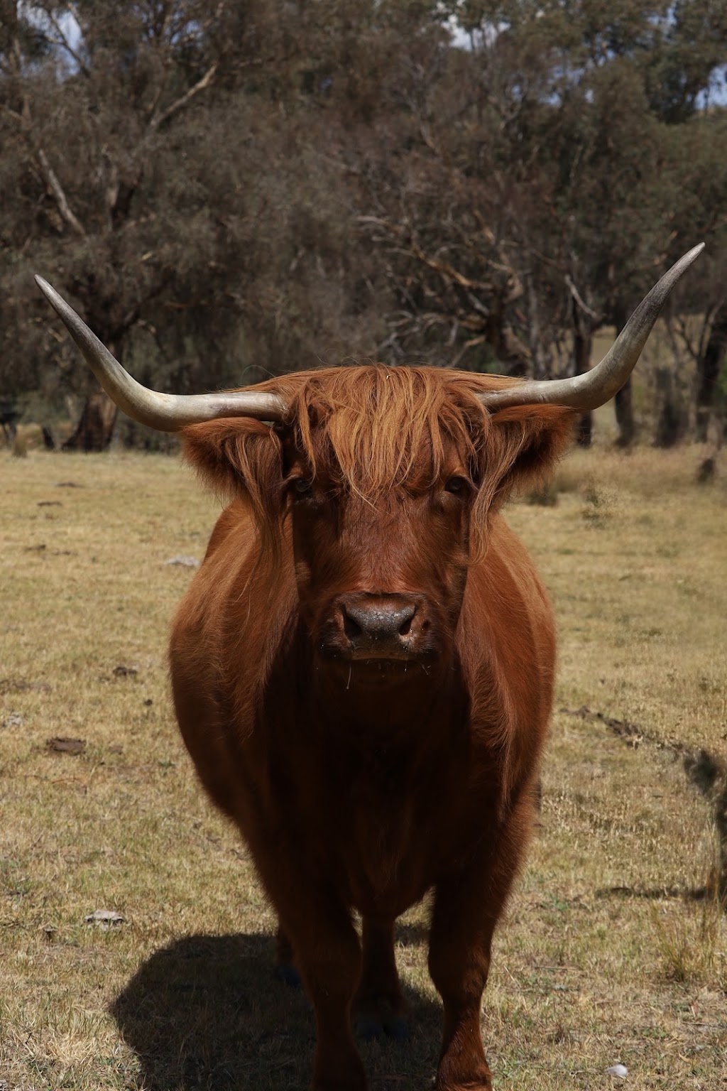 Ivy Hill Highland Cattle | 306 Grabine Rd, Bigga NSW 2583, Australia | Phone: 0487 828 150