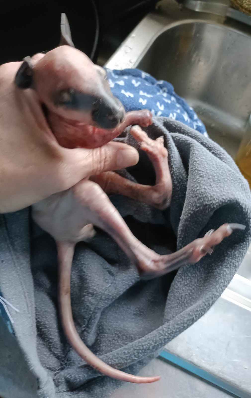 Woorinen South Wildlife Shelter | 66 Palmer St, Woorinen South VIC 3588, Australia | Phone: 0408 122 863