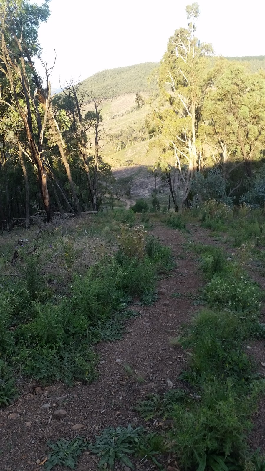 Lowes Mount State Forest - Oberon NSW 2787, Australia