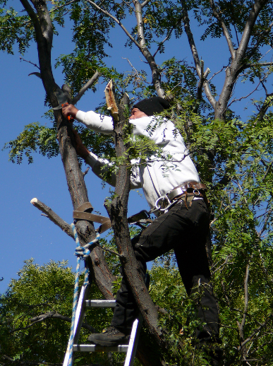 Capalaba Tree Removal | 2929 Old Cleveland Rd, Capalaba QLD 4157, Australia | Phone: (07) 3667 8070