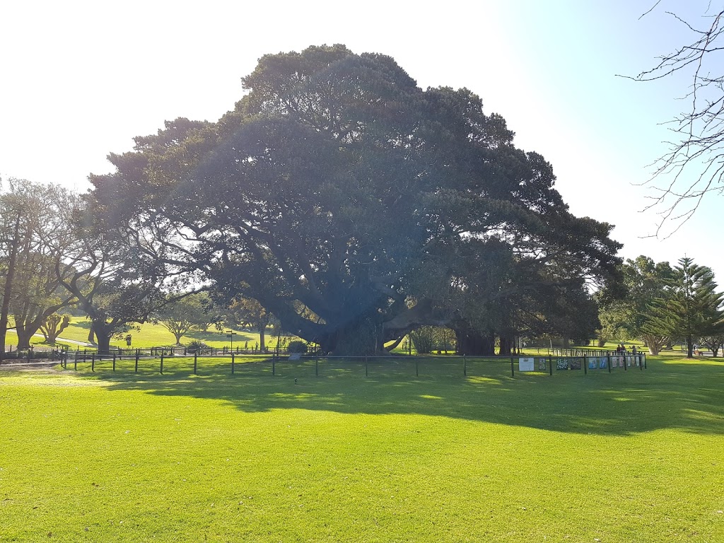 Fig Tree Lawn - Royal Botanic Garden | park | Royal Botanic Gardens, Sydney NSW 2000, Australia