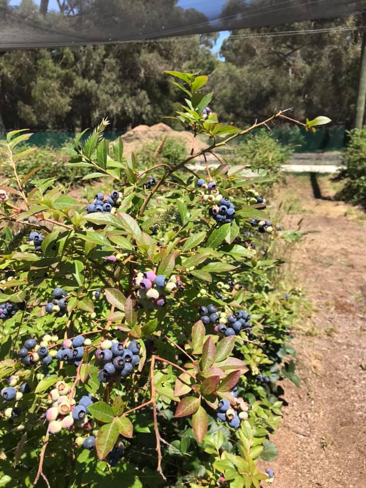 The Little Organic Paddock | 145 Gellibrand-Carlisle Rd, Gellibrand VIC 3239, Australia | Phone: 0430 544 349