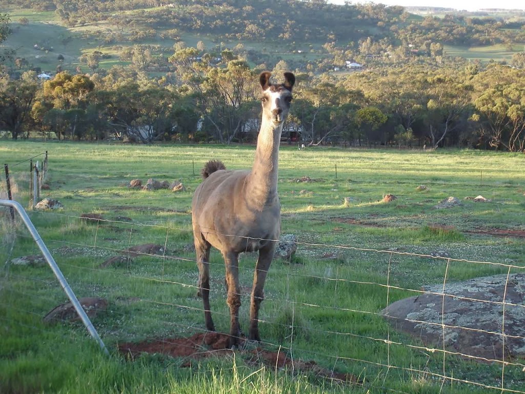 The Limes Orchard & Farm Stay | lodging | 57 Clarkson St, West Toodyay WA 6566, Australia | 0895840612 OR +61 8 9584 0612