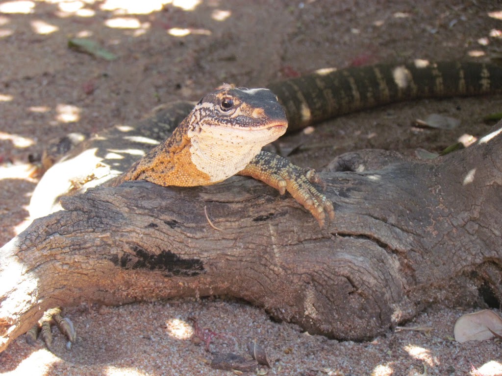 Armadale Reptile & Wildlife Centre | zoo | 304-308 S Western Hwy, Wungong WA 6112, Australia | 0893996927 OR +61 8 9399 6927