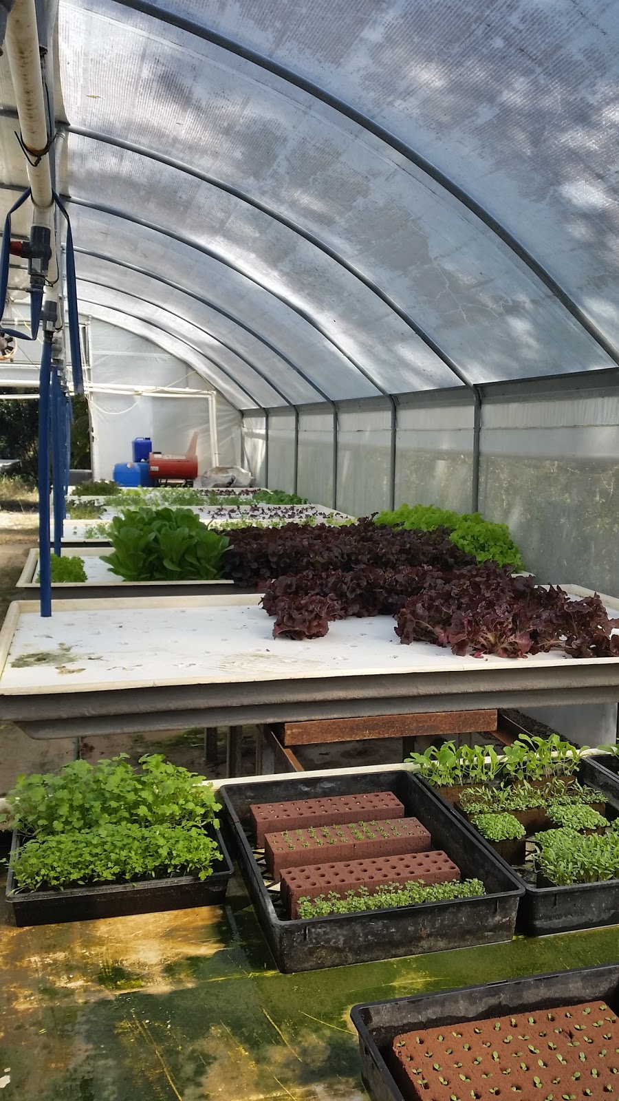 Raintree County Hydroponic Farms | 107 Hansen Rd, Yugar QLD 4520, Australia | Phone: 0417 716 662