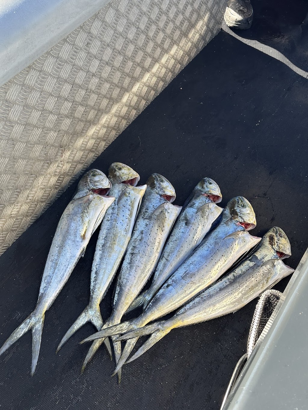 Southern Sydney Fishing Tours | Rocky Point Rd, Sans Souci NSW 2219, Australia | Phone: 0418 169 439