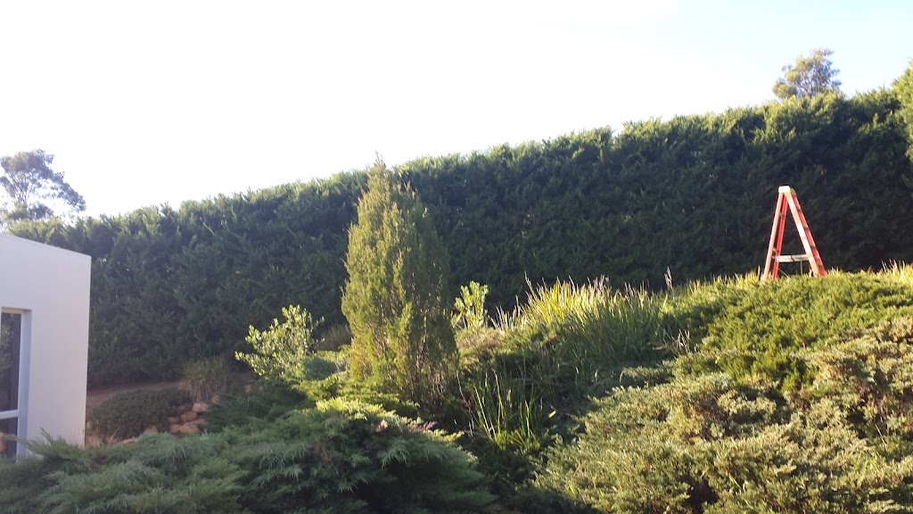 Trim Up Tree Service Pty Ltd | Mornington, VIC 3931, Australia | Phone: 0415 601 477