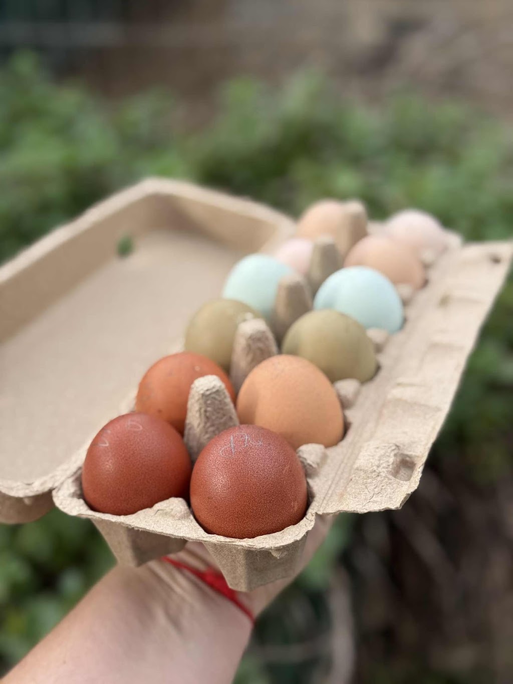 Marlu Mini Farm | 58 Ala Moana Rd, East Kurrajong NSW 2758, Australia | Phone: 0414 298 205
