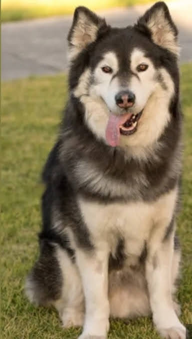 Clippd Canine Styling - Clifton Springs | 35 Centaurus Ave, Clifton Springs VIC 3222, Australia | Phone: 0429 943 092
