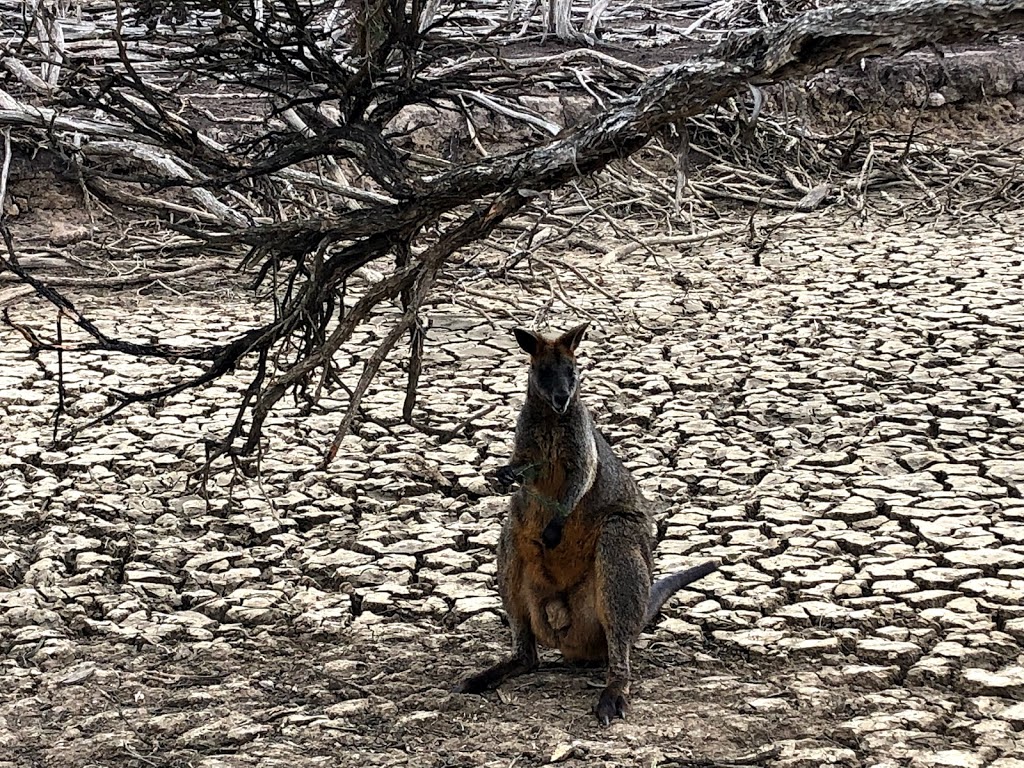 Kangaroo Feeding point | park | Cowes VIC 3922, Australia