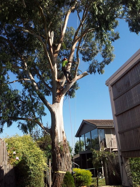 Simpsons Tree Service | general contractor | 46 Gorst Rd, Wattle Glen VIC 3096, Australia | 0394382238 OR +61 3 9438 2238