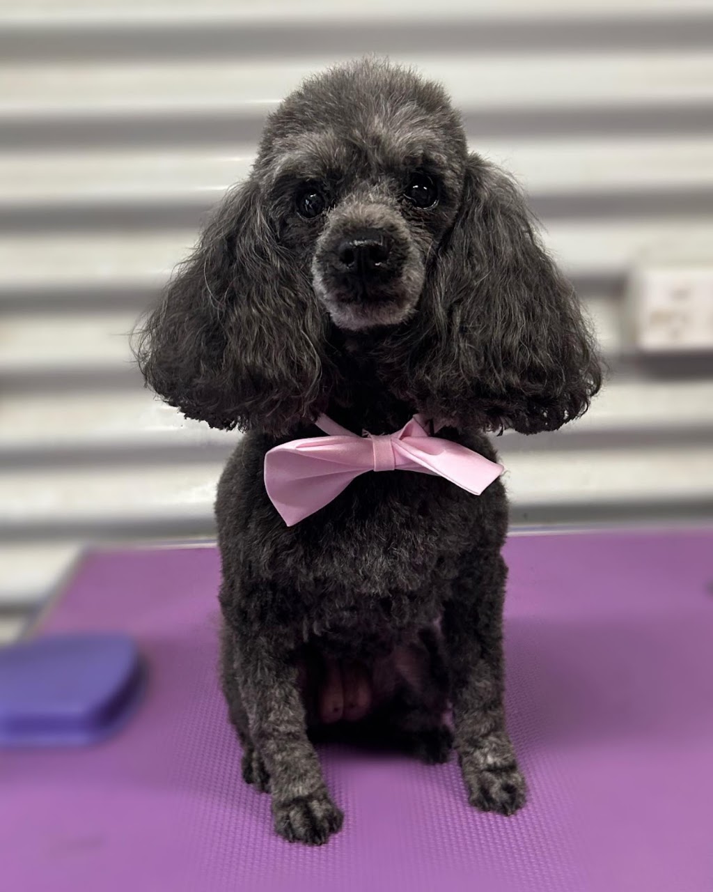 Murphy and Me Dog Grooming | 7 Bell St, Seville VIC 3139, Australia | Phone: 0424 012 033