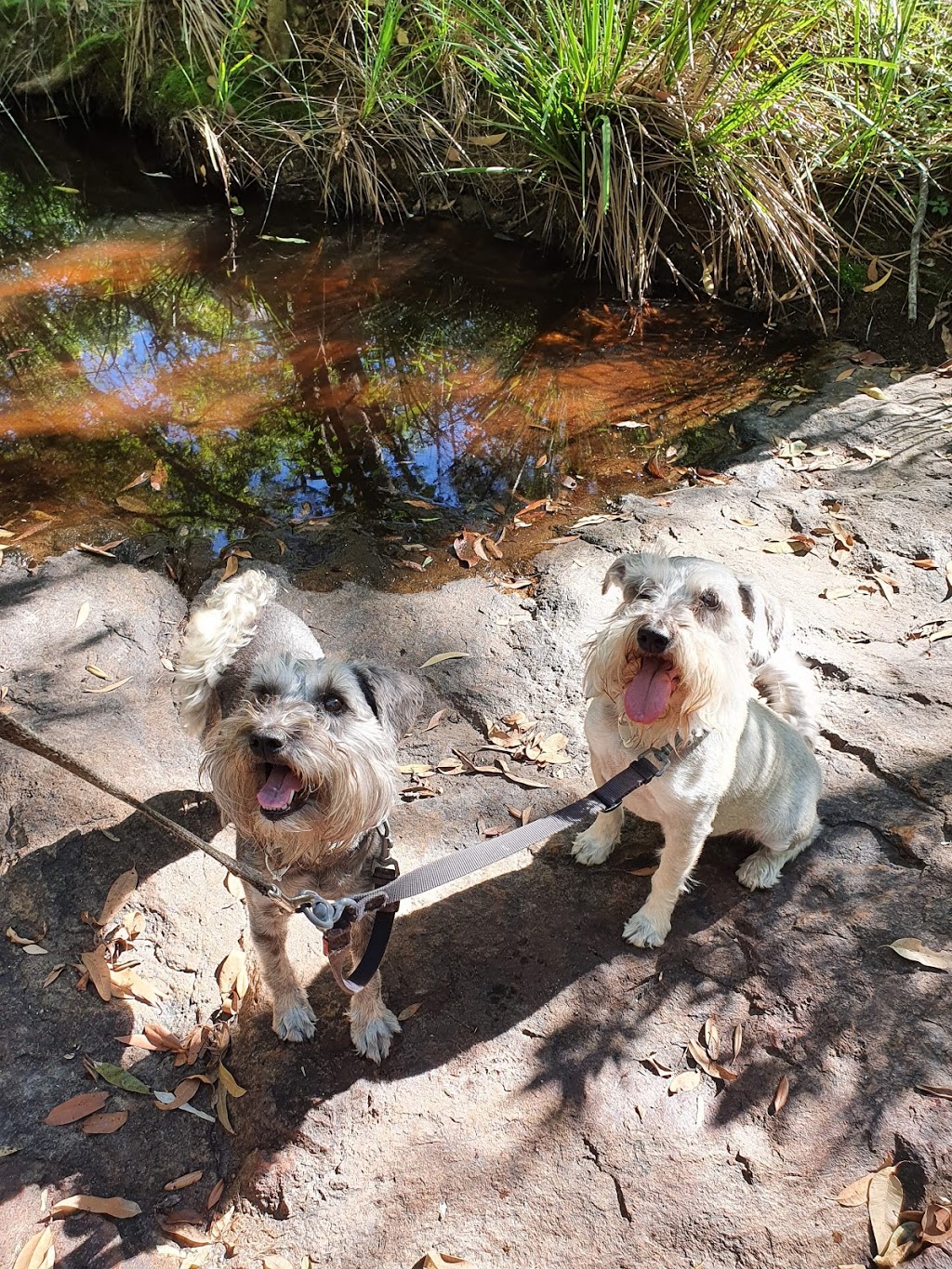 Rosie & Dicks Pet Retreat |  | 420 Murphy Rd, Captain Creek QLD 4677, Australia | 0422018810 OR +61 422 018 810