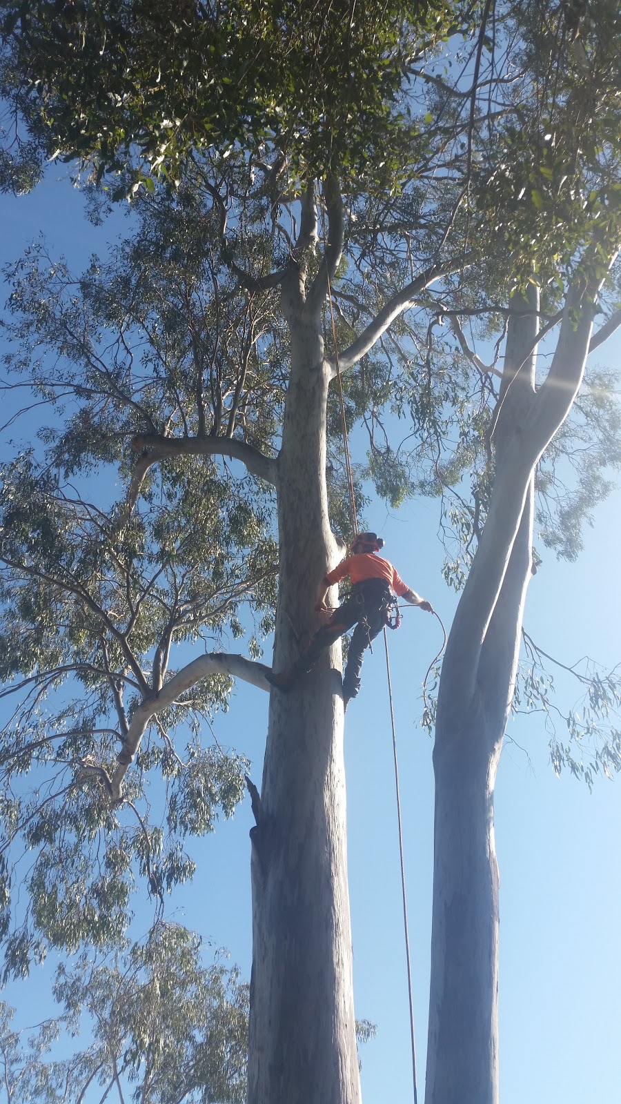 Daves Tree Lopping | 54 Keona Rd, McDowall QLD 4053, Australia | Phone: 0411 119 026