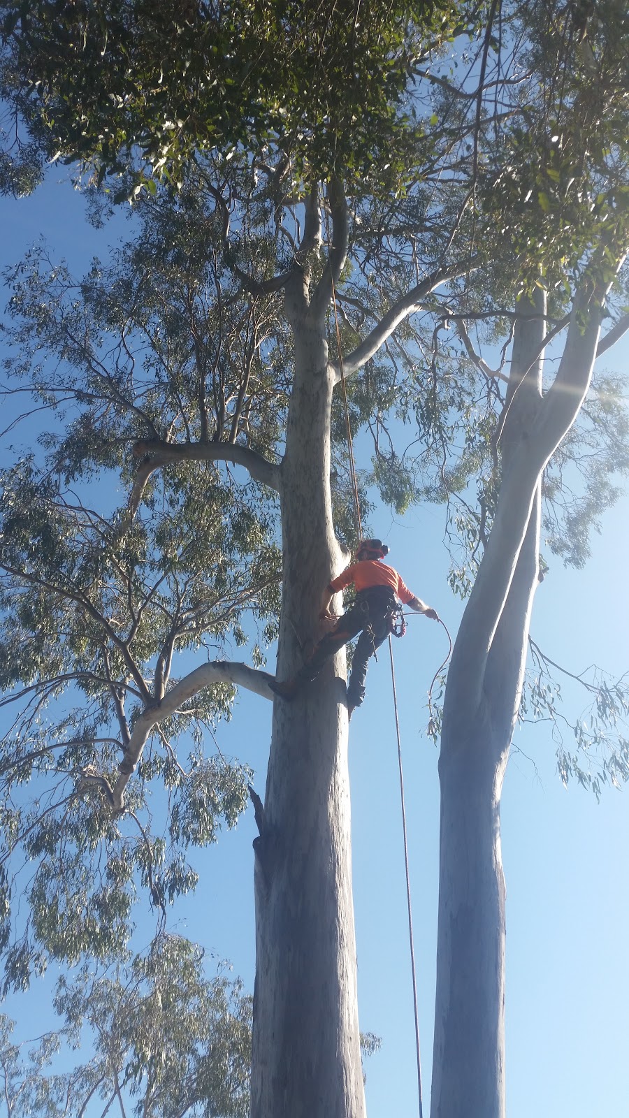 Daves Tree Lopping | park | 54 Keona Rd, McDowall QLD 4053, Australia | 0411119026 OR +61 411 119 026