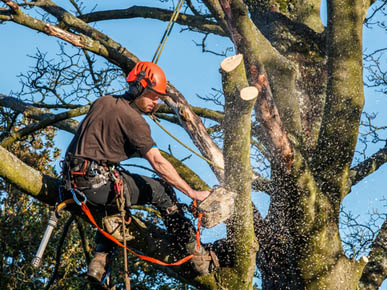 All Seasons Tree Lopping Services | Servicing Blacktown, Blue Mountains, Hills District, Windsor, Marsden Park Jordan Springs, Rouse Hill, Kellyville, Baulkham Hills, Bella Vista Carlingford Katoomba, Springwood, Emu Plains, Blaxland, 17 Muscio, Colyton NSW 2760, Australia | Phone: 0423 682 322