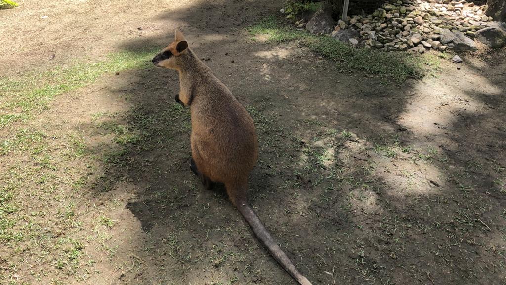 wild kuranda | tourist attraction | koala gardens, Rob Veivers Dr, Kuranda QLD 4881, Australia | 0740553576 OR +61 7 4055 3576