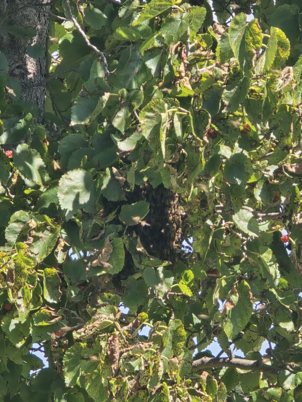 Wattletree Beekeeping | 4 Railway Ave, Bunyip VIC 3815, Australia | Phone: 0413 232 697