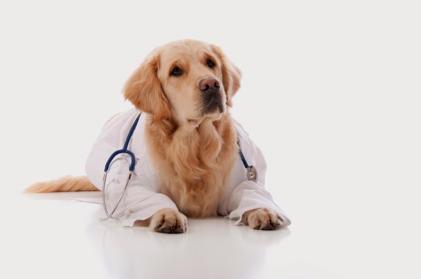 Dingley Veterinary Clinic | veterinary care | 130 Centre Dandenong Rd, Dingley Village VIC 3172, Australia | 0395514775 OR +61 3 9551 4775