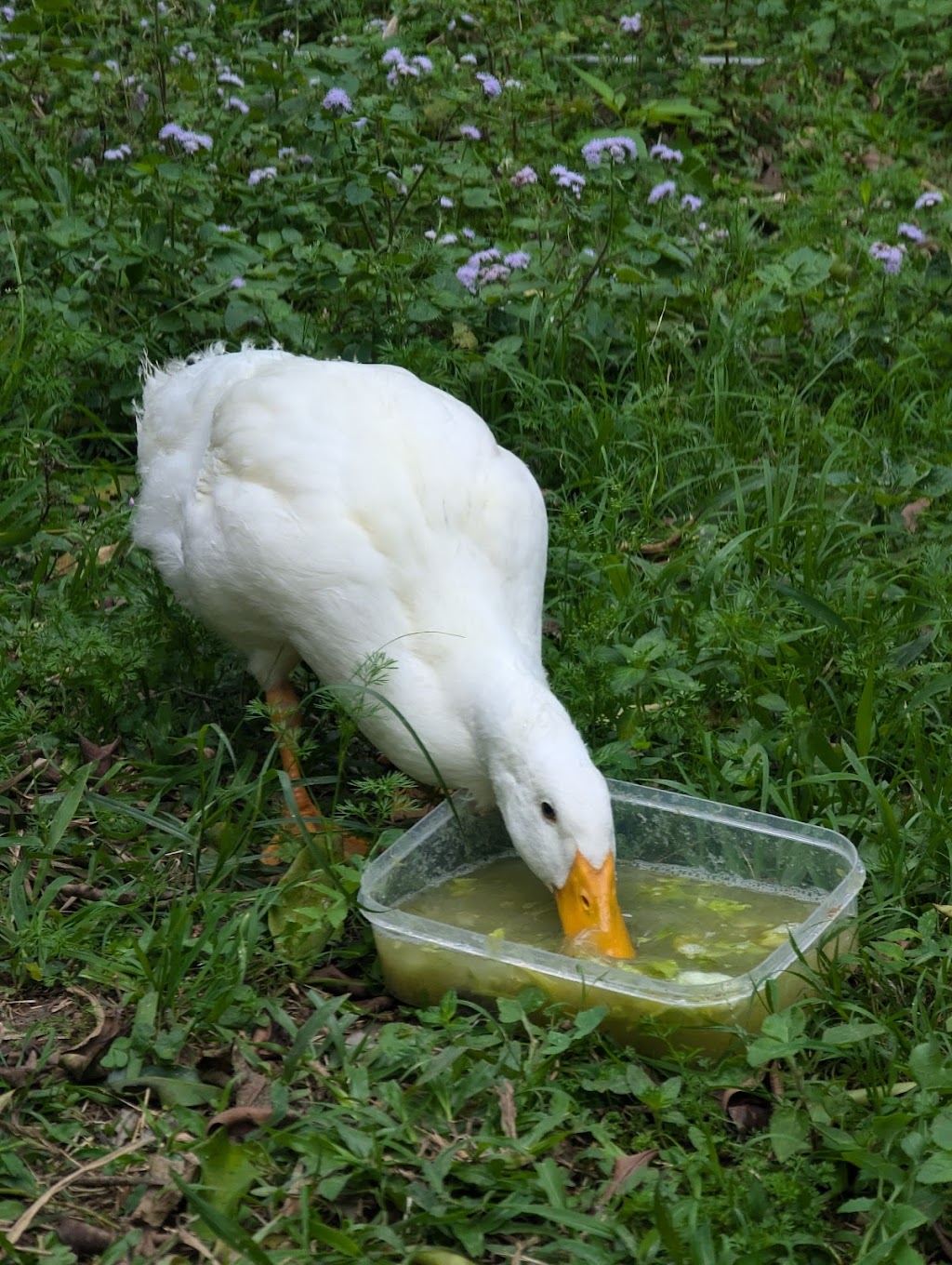 Zendara | 804 Main Arm Rd, Main Arm NSW 2482, Australia | Phone: 0415 998 956