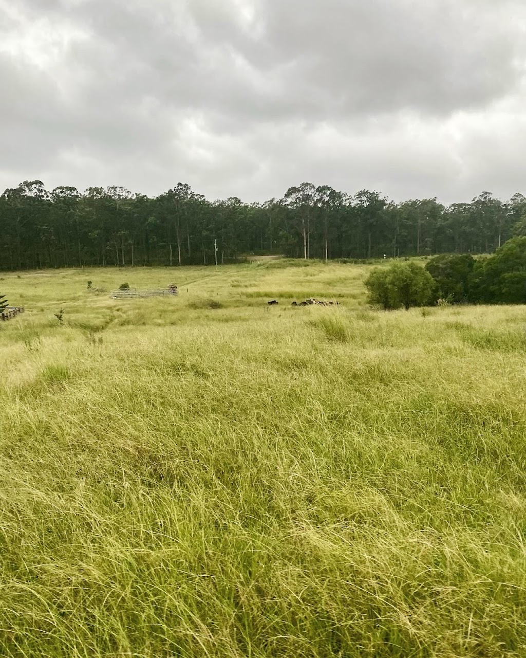 Ironbark | 114 Rileys Rd, Limeburners Creek NSW 2324, Australia | Phone: 0404 032 774