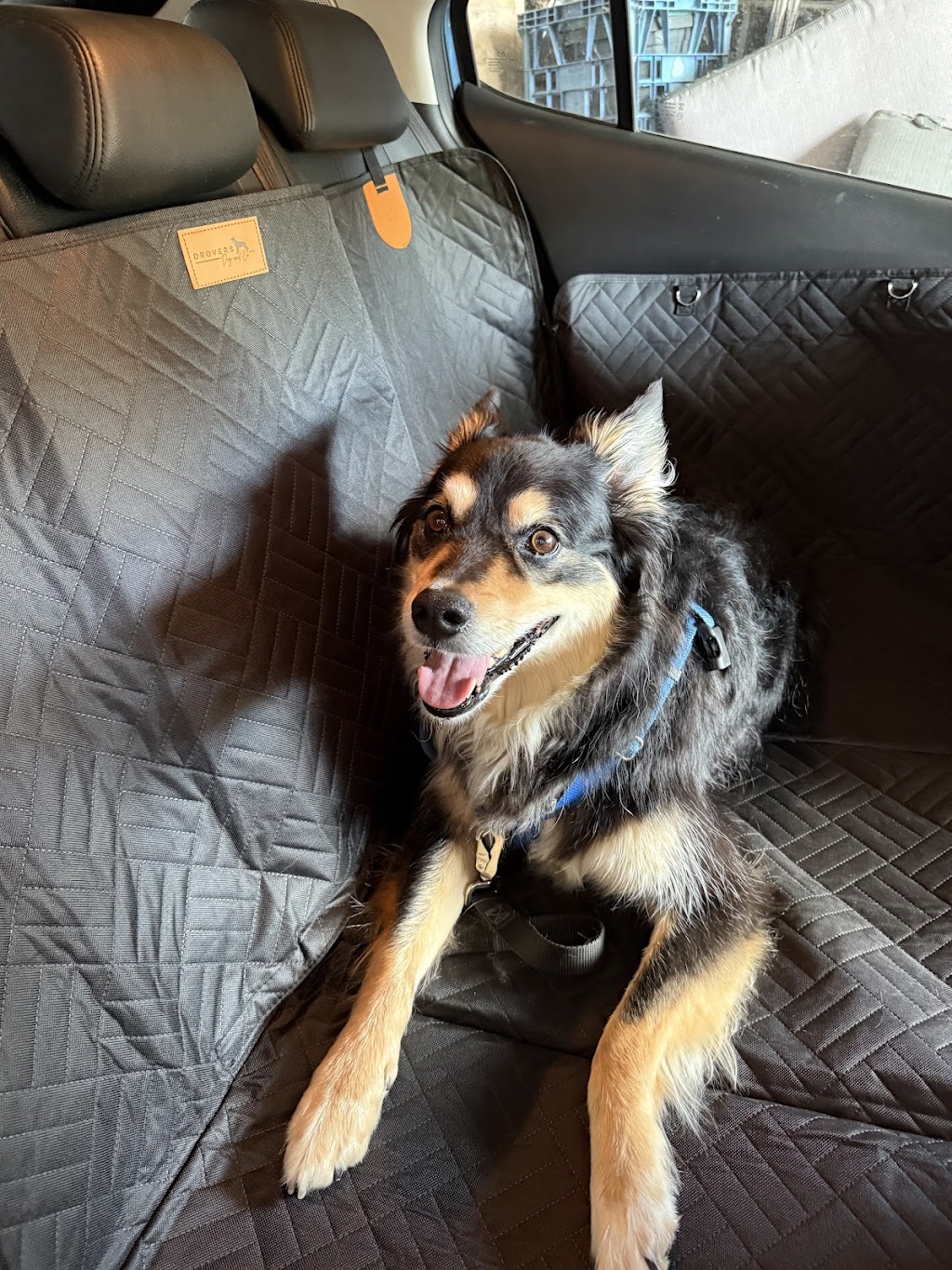 Drovers Dog and Co | 20 Ridgeview Ln, Wambrook NSW 2630, Australia | Phone: 0421 519 084