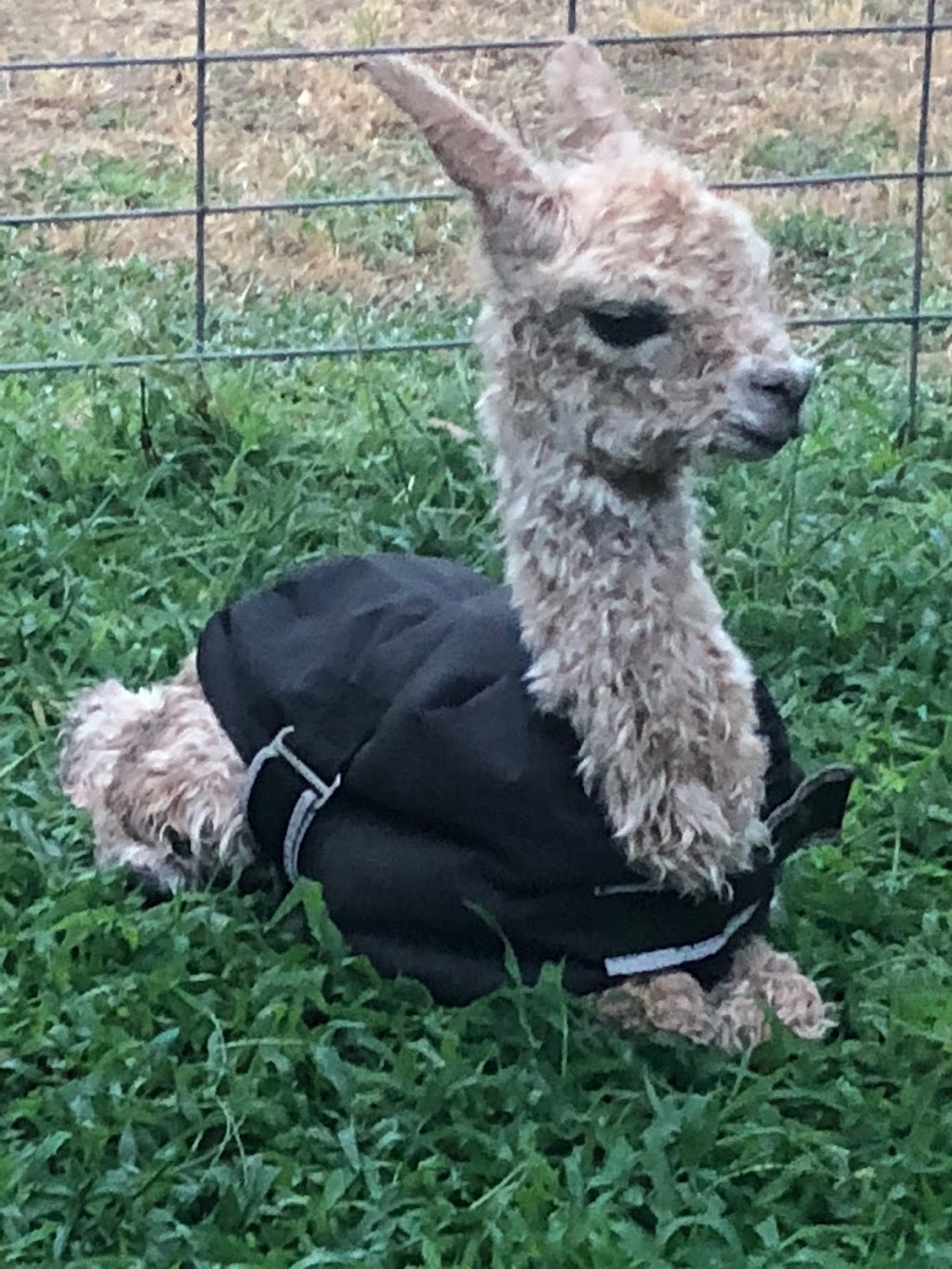 Serialars Suri Alpacas |  | 2947 Walbundrie Rd, Walbundrie NSW 2642, Australia | 0413145189 OR +61 413 145 189