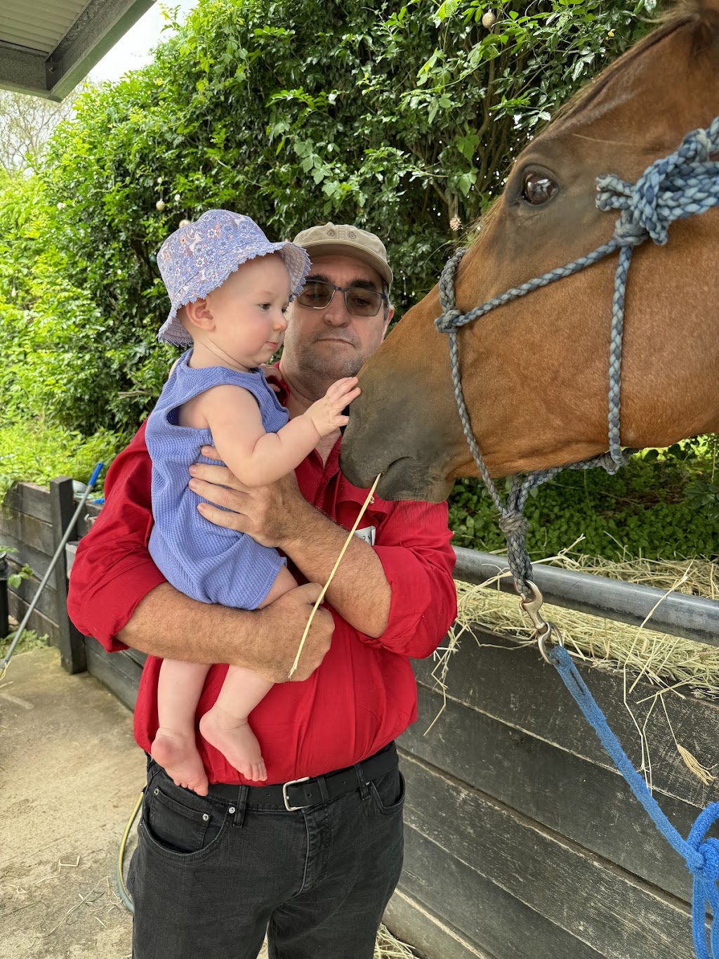 Life with Horses Limited | 45 Old Mount Samson Rd, Mount Samson QLD 4520, Australia | Phone: 0421 154 288