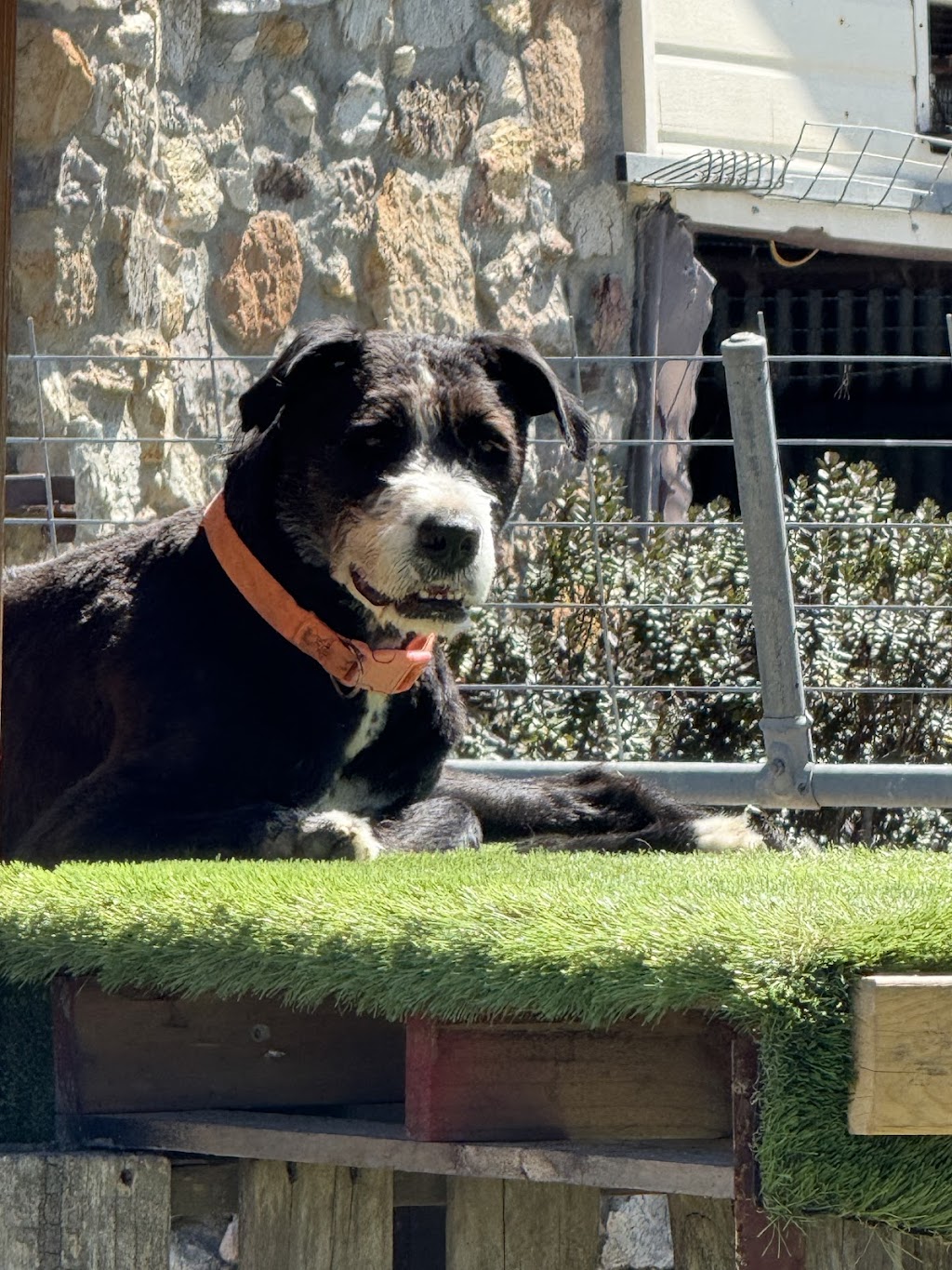 Ruff Cutz Pet Salon | Unit 5/50-52 George St, Marulan NSW 2579, Australia | Phone: 0417 219 161