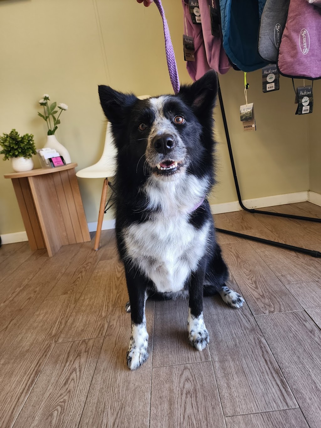 Wonderful Wagz Pet Grooming | 50 Dowell La, Barnawartha North VIC 3691, Australia | Phone: 0437 879 588
