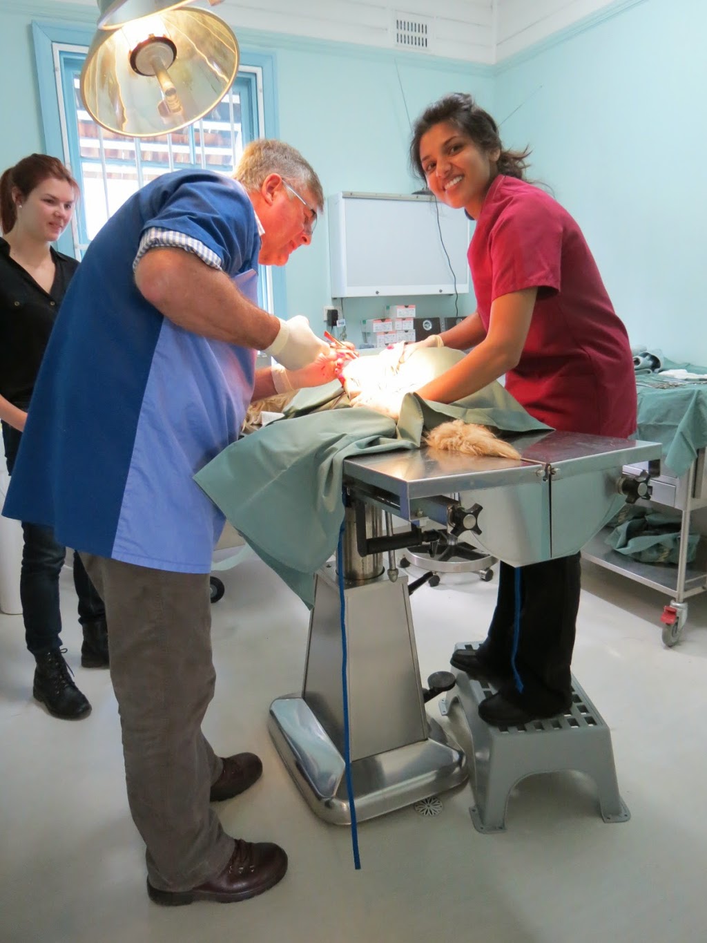 Rod Yeatman & Associates-Dapto Veterinary Hospital | 164 Princes Hwy, Dapto NSW 2530, Australia | Phone: (02) 4261 4055