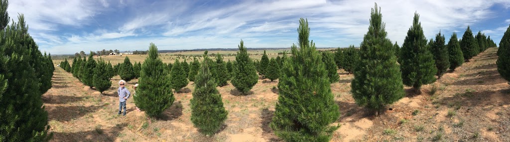 Santas Shaped Christmas Trees | 4144 Gundaroo Rd, Gundaroo NSW 2620, Australia | Phone: (02) 6236 8246