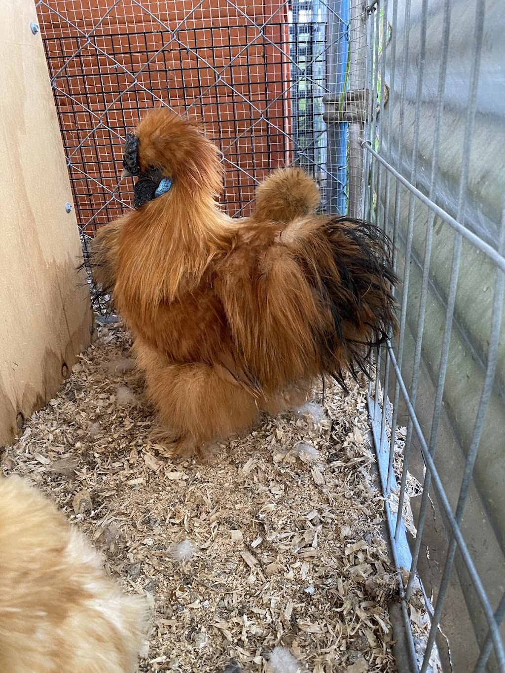 Chrissy’s Happy Hens | 105 Bull Ridge Rd, East Kurrajong NSW 2758, Australia | Phone: 0401 673 552