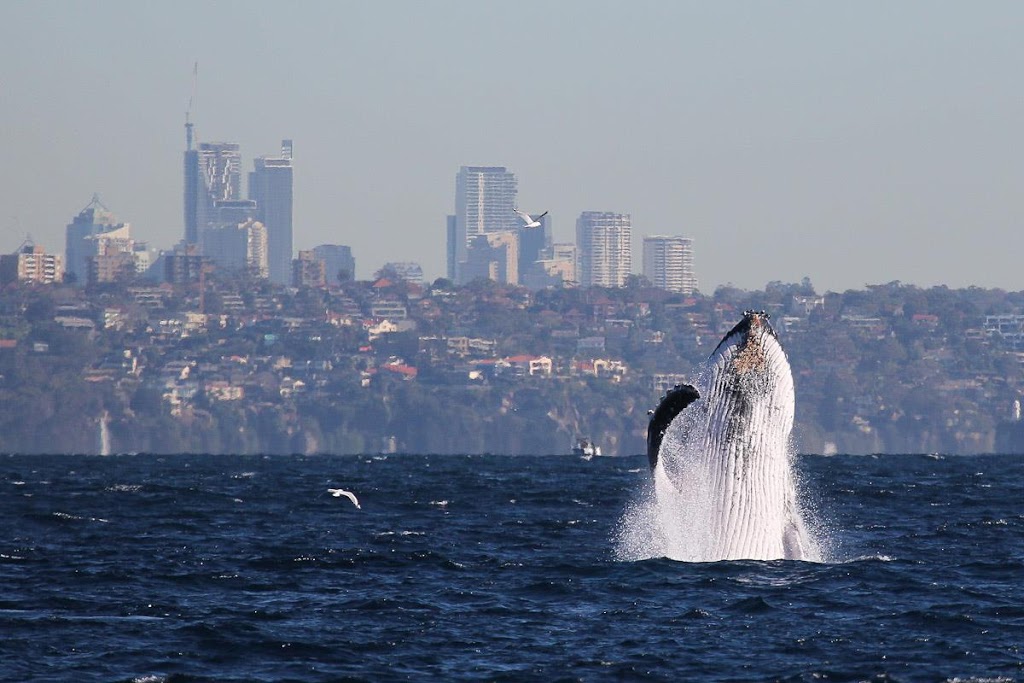Manly Whale Watching | travel agency | shop 1/40 E Esplanade, Manly NSW 2095, Australia | 0299765057 OR +61 2 9976 5057