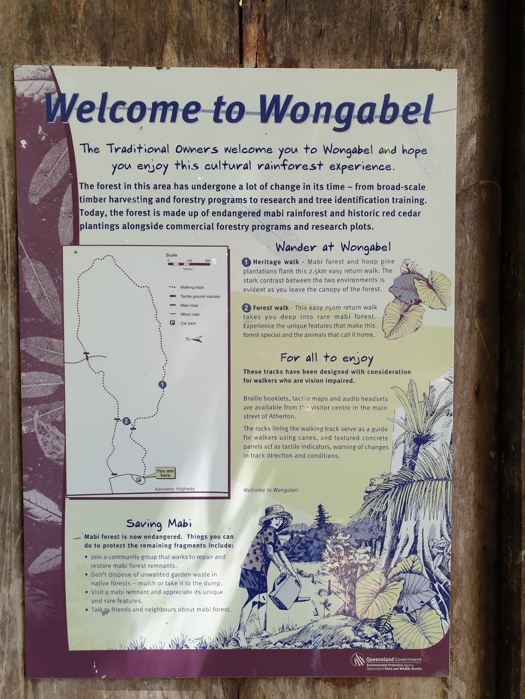 Wongabel State Forest Walking tracks | museum | National Route 1, Atherton QLD 4883, Australia