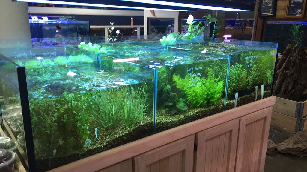 Hifin Aquarium | 63 Blackburn Rd, Mount Waverley VIC 3149, Australia | Phone: (03) 9803 3109