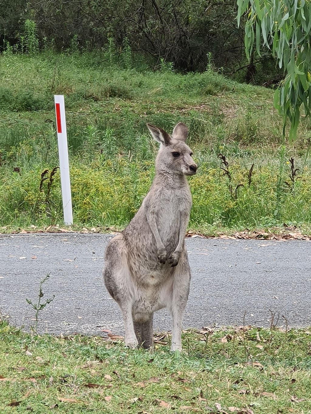 Nature discovery playground | Tidbinbilla Reserve Rd, Paddys River ACT 2620, Australia | Phone: (02) 6205 1233