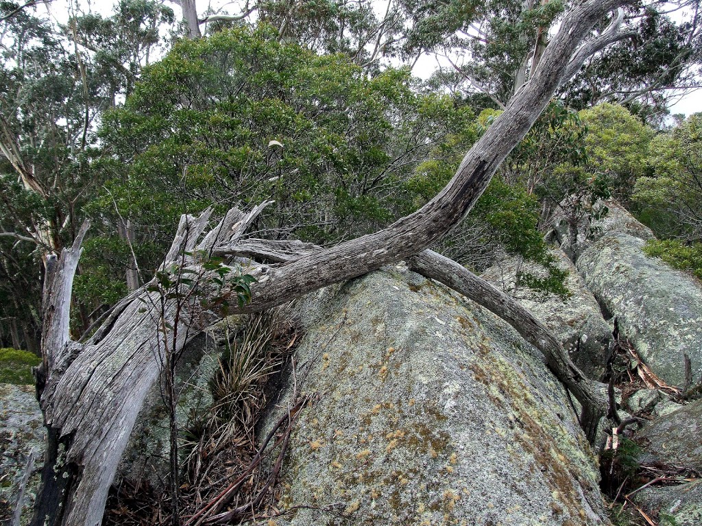 Pheasants Peak walking track | Waratah Rd, Paddys Flat NSW 2632, Australia | Phone: (02) 6458 5900