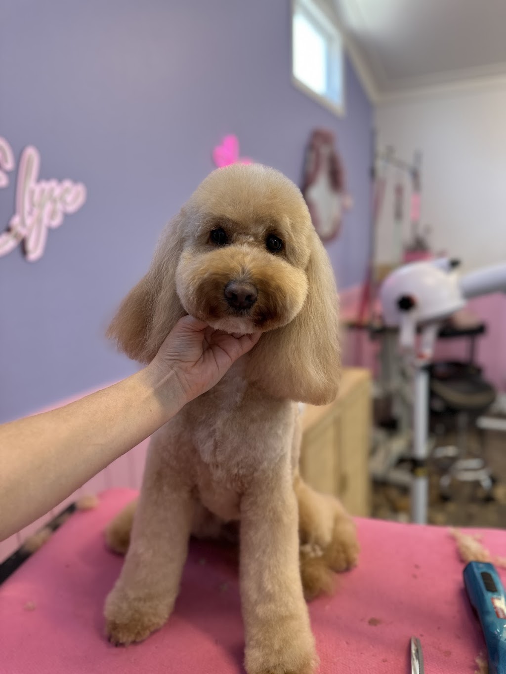 Grooming with Elyse | 235 Cabbage Tree Rd, Williamtown NSW 2318, Australia | Phone: 0493 139 786