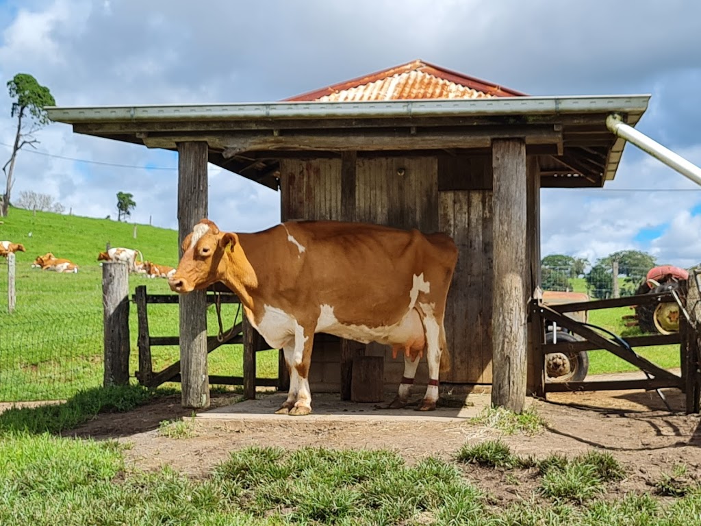 Maleny Dairies | tourist attraction | 70 McCarthy Rd, Maleny QLD 4552, Australia | 0754942392 OR +61 7 5494 2392