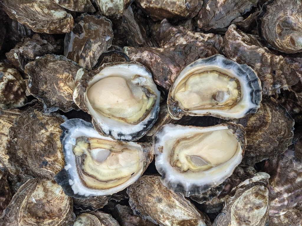 Pinnacle Oysters | 41 Clyde St, Batemans Bay NSW 2536, Australia | Phone: 0492 912 853