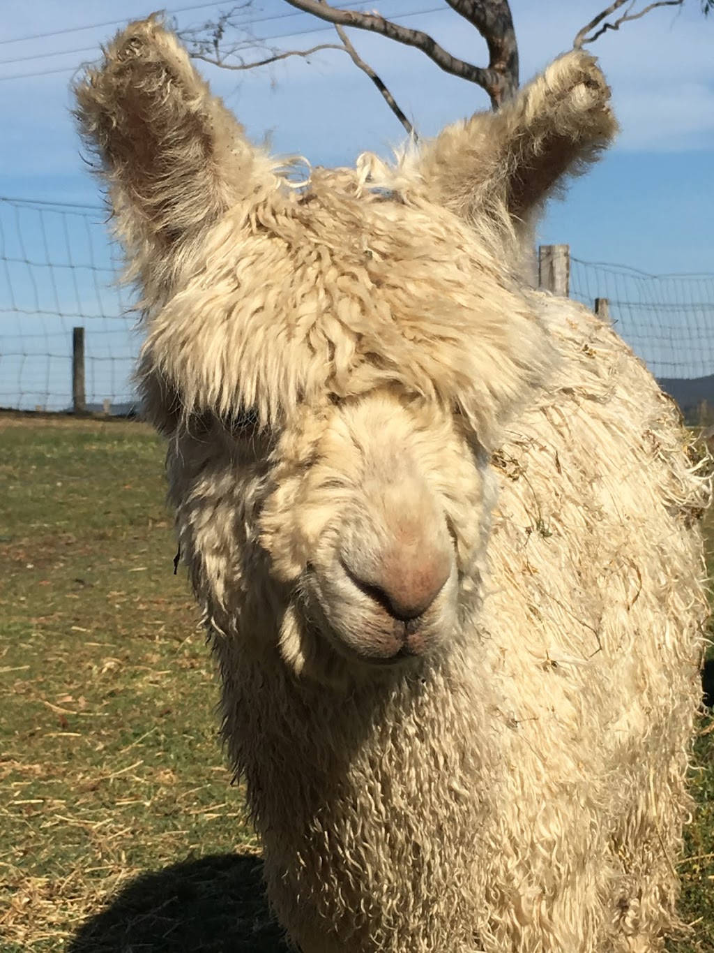 Wahgungurry Alpaca Stud | 2276 Lawrence Rd, Lower Southgate NSW 2460, Australia | Phone: 0419 986 554