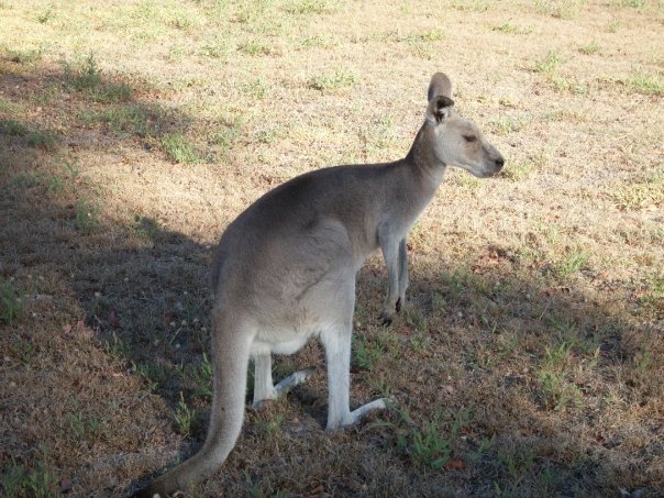 Scooter Roo Tours | 2694 Round Hill Rd, Agnes Water QLD 4677, Australia | Phone: (07) 4974 7697